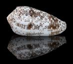 Schelpen: Conus stercusmuscarum 47mm (F+++/Gem), Verzamelen, Mineralen en Fossielen, Ophalen of Verzenden, Schelp(en)