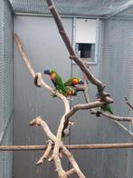 6 lori's van de blauwe bergen, Dieren en Toebehoren, Ophalen of Verzenden, Zo goed als nieuw, Overige typen