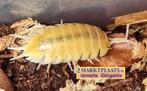 Porcellio laevis albino isopods / pissebedden (zeldzaam), Overige soorten