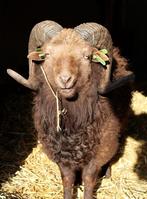 Schaap, Dieren en Toebehoren, Schapen, Geiten en Varkens, Mannelijk, Schaap