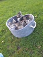 Poesjes poes kitten kittens, Augustus, Meerdere dieren