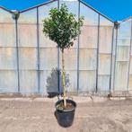 Portugese Laurier op stam, Tuin en Terras, Planten | Bomen, Bloeit niet, 100 tot 250 cm, Ophalen, Volle zon