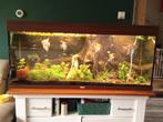 Afgeprijsd!! Aquarium Juwel 240, Dieren en Toebehoren, Vissen | Aquaria en Toebehoren, Ophalen, Zo goed als nieuw, Gevuld zoetwateraquarium