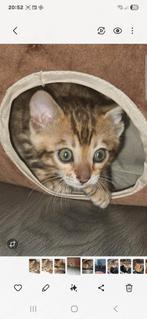 Raszuivere bengaal kitten, Dieren en Toebehoren, Katten en Kittens | Raskatten | Korthaar, Poes, Gechipt