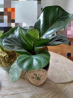Schattig formaat Tabaksplant, Ficus Lyrata!, Ophalen of Verzenden, Ficus, Halfschaduw, Minder dan 100 cm