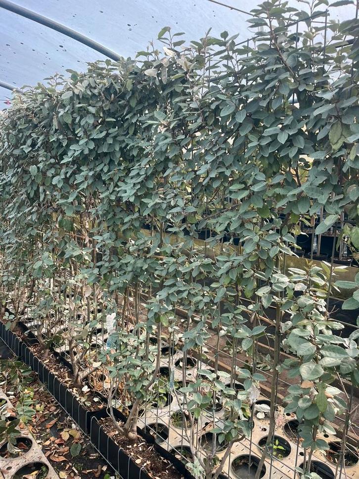 Olijfwilg kant en klaar haag , b keus nu 69,50, Tuin en Terras, Planten | Struiken en Hagen, Overige soorten, 100 tot 250 cm, Ophalen