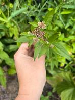 Koninginnekruid leverkruid eupatorium planten stekken, Ophalen, Zomer, Eenjarig, Volle zon