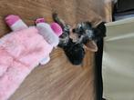 yorkshire terrier pups, Yorkshire Terriër, Nederland, CDV (hondenziekte), 8 tot 15 weken