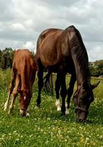 Odermus x Ekstein fokmerrie, Merrie