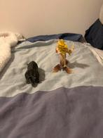 Dinosaurus Figuren Set, Ophalen, Gebruikt