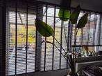 Pvc luxaflex antraciet, Huis en Inrichting, Ophalen, Zo goed als nieuw, 150 tot 200 cm