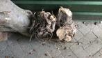 Appelboomhout 3 jaar gedroogd, Minder dan 3 m³, Ophalen of Verzenden, Overige houtsoorten, Stammen