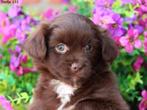 Knappe Kruising Boomer pups., Dieren en Toebehoren, Honden | Chihuahua's en Gezelschapshonden, Nederland, Overige rassen, 8 tot 15 weken