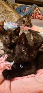 Britse korthaar kittens,gechipt en gevaccineerd 😻