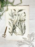 Anton Seder Botanische Litho (mais) Art Nouveau, Antiek en Kunst, Ophalen of Verzenden