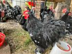 Cochin kriel kippen, Dieren en Toebehoren, Pluimvee, Vrouwelijk, Kip