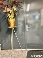 Planten tafel driepoot tafel goudkleurig met grote plant, Ophalen of Verzenden