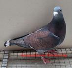 Kleurpostduiven. Kweekkoppel Rubella, Dieren en Toebehoren, Vogels | Duiven, Meerdere dieren, Postduif