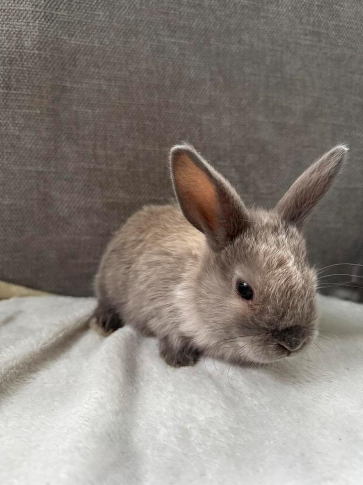 Hangoor rammetje, Dieren en Toebehoren, Konijnen, Groot, Mannelijk, Hangoor