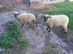 schaap, Vrouwelijk, Schaap