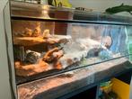 Terrarium met 3D achterwand 1.20, Dieren en Toebehoren, Reptielen en Amfibieën | Toebehoren, Ophalen of Verzenden, Terrarium of Paludarium
