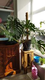 Monstera plant te koop of beter te ruil tegen stekjes, Huis en Inrichting, Kamerplanten, Ophalen, Overige soorten, Minder dan 100 cm