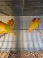 Lutino opaline collies, Dieren en Toebehoren, Vogels | Parkieten en Papegaaien