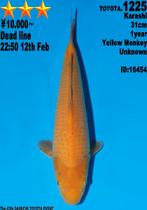 Karashigoi Snel groeier handtam jumbo koi DAINICHI yellow M, Dieren en Toebehoren, Karper of Koi