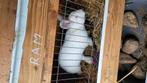 Bambino ram van 6 mnd oud, Dieren en Toebehoren, Konijnen, Mannelijk