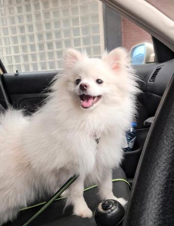 Pomeranian pup hond beschikbaar voor biedingen