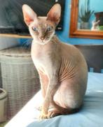 GEZOCHT: Donskoy/Don Sphynx dekkater., Dieren en Toebehoren