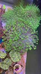 Zeeaquarium Koralen, Dieren en Toebehoren, Vissen | Aquaria en Toebehoren, Gevuld zeewateraquarium, Ophalen of Verzenden, Zo goed als nieuw