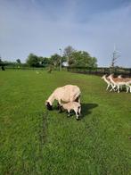 walliser schwarznase ooi+ooilam, Dieren en Toebehoren, Schapen, Geiten en Varkens, Schaap, Vrouwelijk