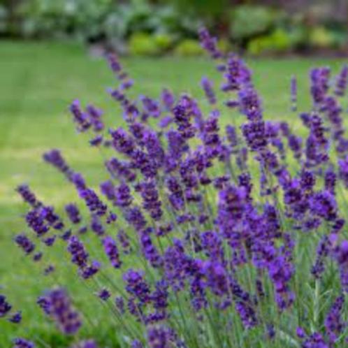 Lavandula angustifolia 'Hidcote' – lavendel in C3 pot!, Tuin en Terras, Planten | Tuinplanten, Vaste plant, Overige soorten, Volle zon