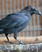 [GEZOCHT] jonge Raaf, Dieren en Toebehoren, Tropenvogel
