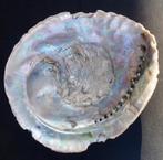 Schelp Abalone, Verzenden, Schelp(en)