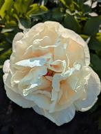 pioenrozen Maria Fairfax, Tuin en Terras, Overige soorten, Volle zon, Vaste plant, Ophalen of Verzenden