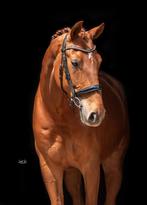 Super knappe westfaase ruin is opzoek naar een nieuw huis, Dieren en Toebehoren, Gechipt, Ruin, M, Dressuurpaard