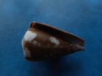 Schelpen: Conus rattus Hwass gem- 40mm, Verzamelen, Mineralen en Fossielen, Verzenden, Schelp(en)