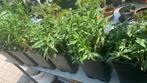 Herfstaster met grote pot per pot €6, Tuin en Terras, Planten | Tuinplanten, Ophalen, Zomer, Overige soorten, Volle zon