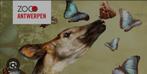Zoo antwerpen dierentuin, Tickets en Kaartjes, Eén persoon