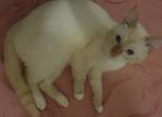 Huisje gezocht voor 3 mooie witte lieve siamezen, Dieren en Toebehoren, Katten en Kittens | Raskatten | Korthaar, Kater, Ontwormd