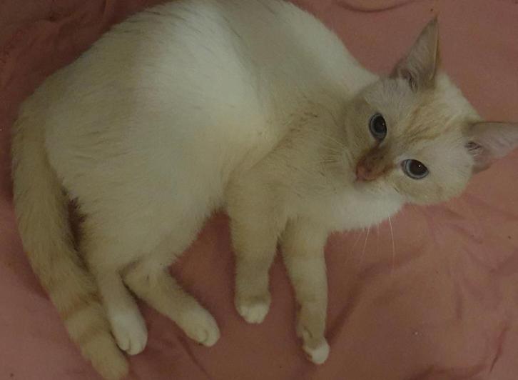 Huisje gezocht voor 3 mooie witte lieve siamezen, Dieren en Toebehoren, Katten en Kittens | Raskatten | Korthaar, Kater, 0 tot 2 jaar