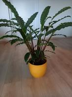Calathea, Ophalen, Overige soorten, Minder dan 100 cm