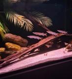 Ctenolucius hujeta, Dieren en Toebehoren, Vissen | Aquariumvissen, Vis