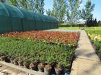 Haagplanten, siergrassen, bodembedekkers, EIGEN KWEKERIJ., Vaste plant, Siergrassen, Ophalen of Verzenden, Halfschaduw