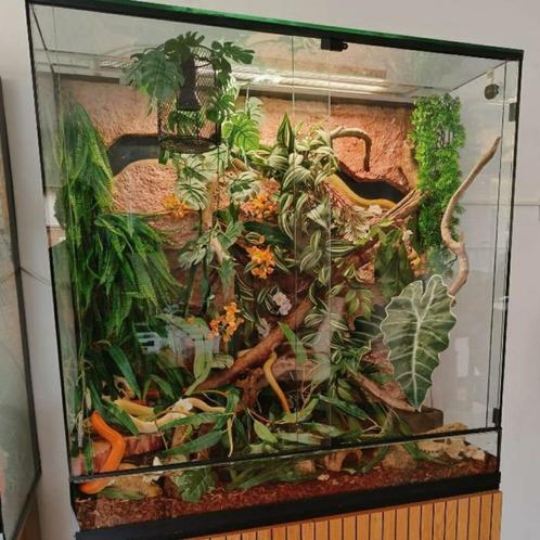 Duurzaam glazen reptiel terrarium, met lichtpunten, op maat, Dieren en Toebehoren, Reptielen en Amfibieën | Toebehoren, Nieuw