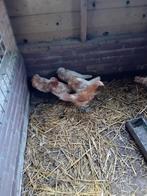 Friese pel geelwit kippen te koop grote soort, Dieren en Toebehoren, Pluimvee, Meerdere dieren, Kip