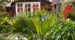 Tuin en vijverplanten in Rijnsburg, Aronskelk, Crocosmia etc, Tuin en Terras, Ophalen, Vaste plant, Halfschaduw, Zomer