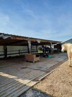Plek op groepshuisvesting in De Meern, 1 paard of pony, Weidegang